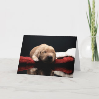 Cartão De Festividades Puppy e Stocks do ouro
