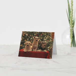 Cartão De Festividades Puppy Trio Christmas Card