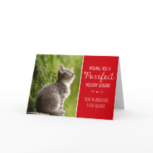 Purrfect Cat Theme Holiday Photo Card