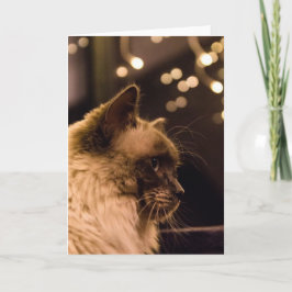 Cartão De Festividades Ragdoll Cat Lights Card