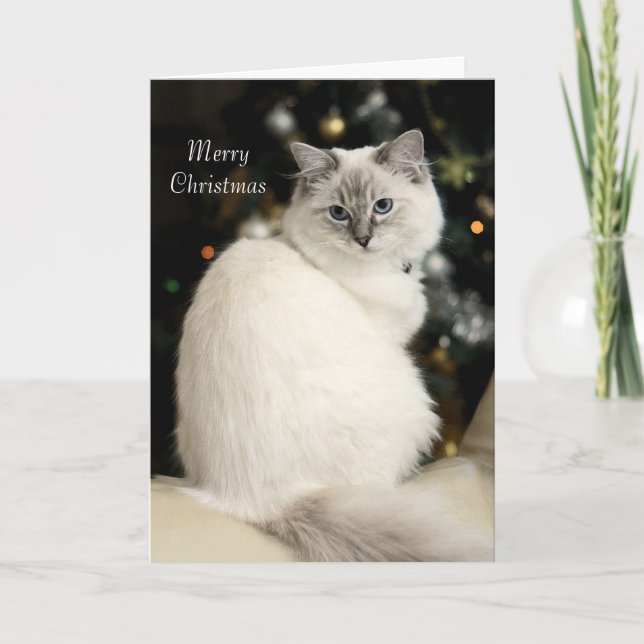 Cartão De Festividades Ragdoll Christmas Card (Frente)