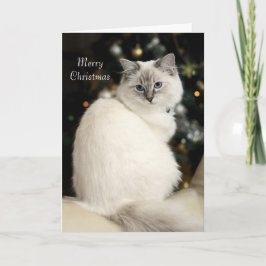 Cartão De Festividades Ragdoll Christmas Card