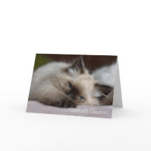 Ragdoll kitten Christmas card