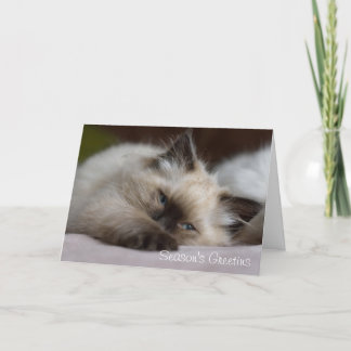 Cartão De Festividades Ragdoll kitten Christmas card