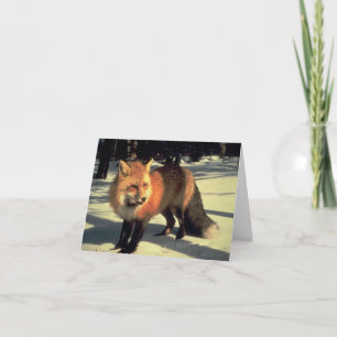 Cartão De Festividades Raposa Vermelha na Neve, Parque Nacional Rocky Mou
