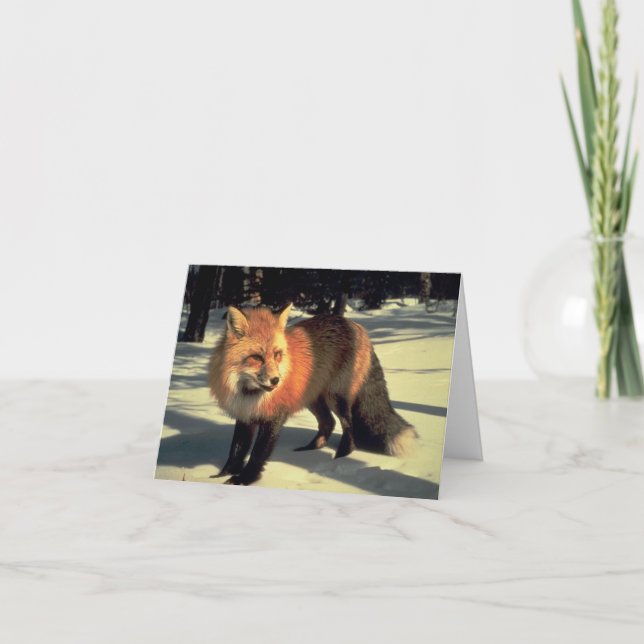 Cartão De Festividades Raposa Vermelha na Neve, Parque Nacional Rocky Mou (Frente)