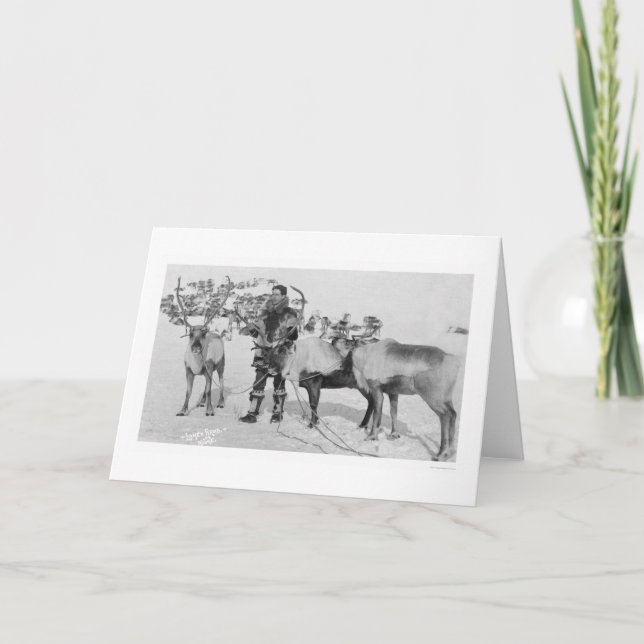 Cartão De Festividades Rebanho Alaska 1909 da rena (Frente)