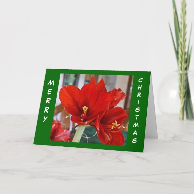 Cartão De Festividades Red Amaryllis (Frente)
