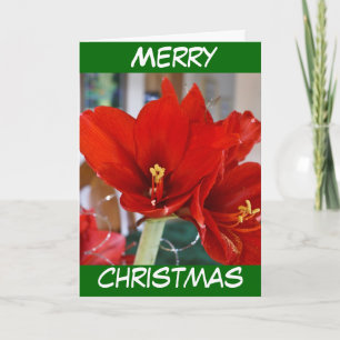 Cartão De Festividades Red Amaryllis