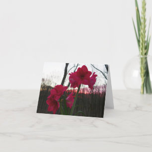 Cartão De Festividades Red Amaryllis e Winter Sunrise