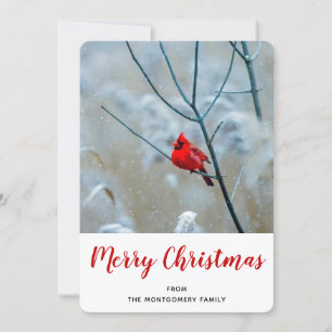 Cartão De Festividades Red Cardinal no inverno Foto do Natal