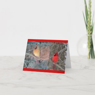 Cartão De Festividades Red Cardinal Pair Card