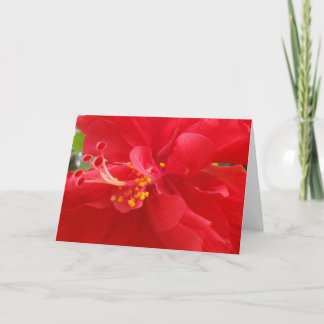 Cartão De Festividades Red Hibiscus Card