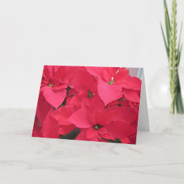 Cartão De Festividades Red Poinsettias