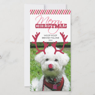 Cartão De Festividades Reindeer Antler e Red Nose Pet Natal!