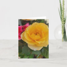 Rosa Amarela Floresce para a Mamãe 