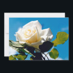 Cartão De Festividades Rosa branca - Celebrando a Vida<br><div class="desc">A rosa branca sob o céu azul. Foto vibrante de um belo rosa florescente faz um presente de arte floral em excelente. A calma beleza da rosa branca reflete novos começos, pureza, lealdade e inocência. As rosas brancas simbolizam o amor jovem que a noiva tem por sua esposa. As rosas...</div>