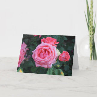 Cartão De Festividades Rosa Rosa Rosa Rosa Rosa Blossomo