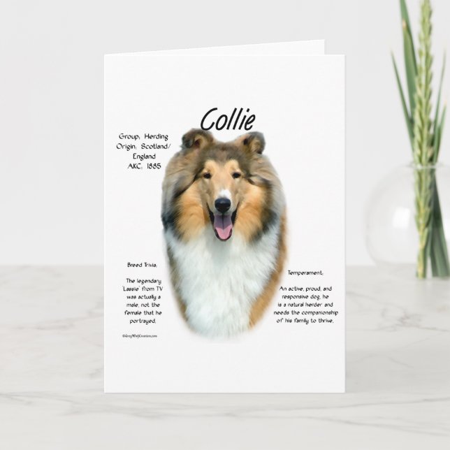 Cartão De Festividades Sable Rough Collie Conheça a Raça (Frente)