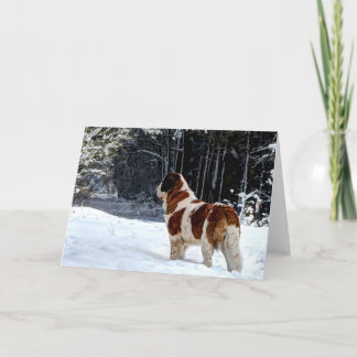 Cartão De Festividades Saint Bernard snow photographic Christmas greeting