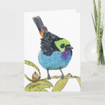 Sanhaçu-fogo | Saudação de Pássaro Tropical Colori