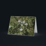 Cartão De Festividades Santa Fe Christmas Bough of Juniper Berries<br><div class="desc">A beautiful fine art photography Christmas holiday greeting card photographed and created with Love in Santa Fe,  NM USA.</div>