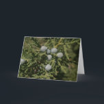 Cartão De Festividades Santa Fe Christmas Bough of Juniper Berries<br><div class="desc">A beautiful fine art photography Christmas holiday greeting card photographed and created with Love in Santa Fe,  NM USA.</div>
