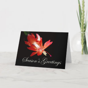 Cartão De Festividades Saudações da temporada Red Christmas Cactus