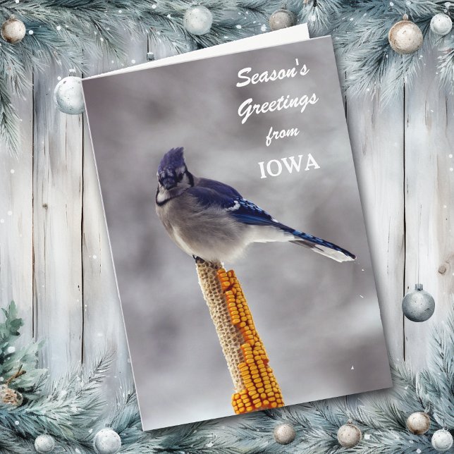 Cartão De Festividades Saudações de Blue Jay Season de Iowa (Criador carregado)
