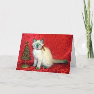 Cartão De Festividades Savana - Kitten Balinês - Natal Gato / Kitten