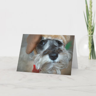 Cartão De Festividades Schnauzer Christmas