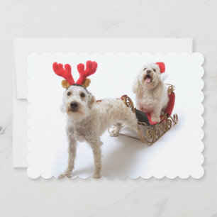 Cartão De Festividades schnoodle branco que está com Natal vermelho