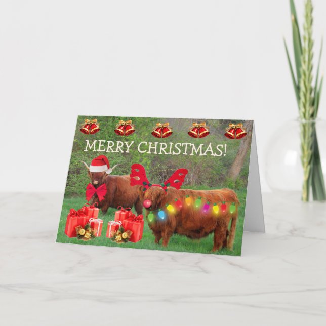 Cartão De Festividades Scottish Highland Steer Funny Christmas (Frente)