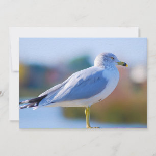 Cartão De Festividades Seagull