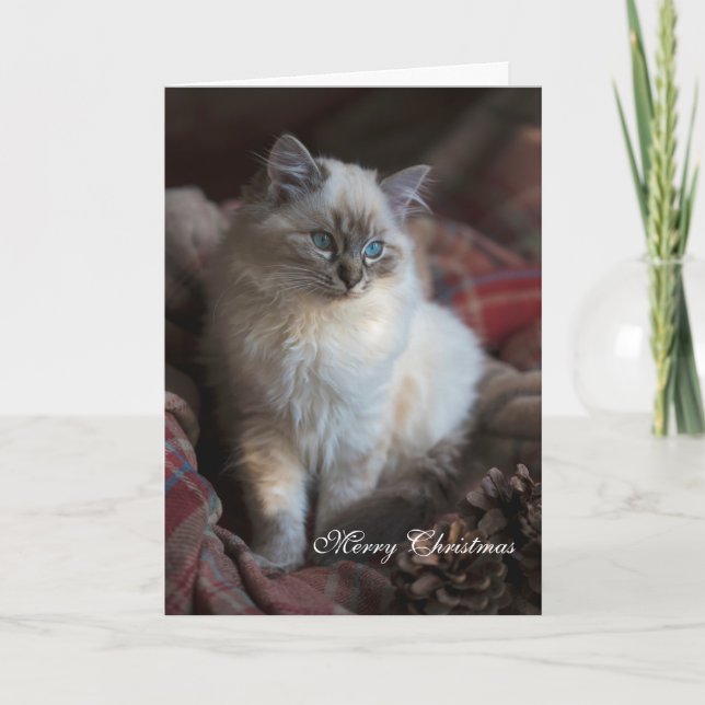 Cartão De Festividades Seal Tabby Ragdoll (Frente)