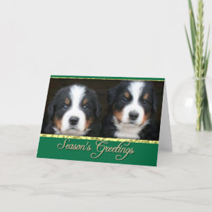Cartão De Festividades Season's greetings Bernese mountain dogs card