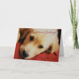 Cartão De Festividades Season's Greetings Winston Holiday Greeting Card