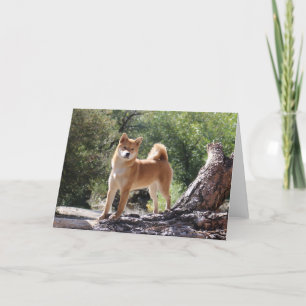 Cartão De Festividades Shiba Inu