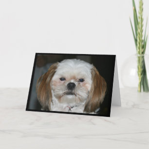 Cartão De Festividades Shih Tzu É Melhor Ser O Meu Namorados!