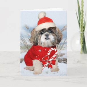 Cartão De Festividades Shih Tzu Santa Paws Cards