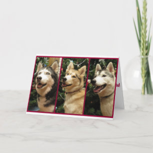 Cartão De Festividades Siberian Husky Christmas Holiday Card