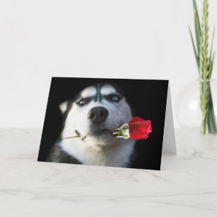 Cartão De Festividades Siberian Husky Valentine's Day Card