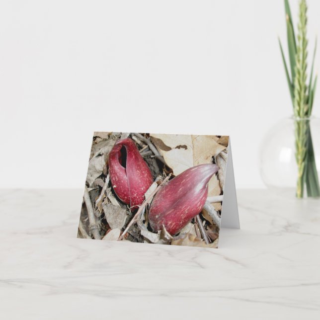 Cartão De Festividades Skunk Cabbage Bloom (Symplocarpus foetidus (L.) (Frente)