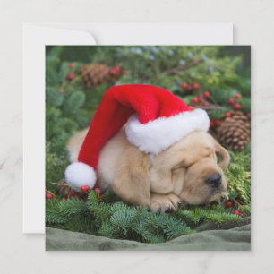Cartão De Festividades Sleepy Labrador Retriever Puppy Com Santa Hat