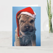 Sleepy Shar Pei x mas Cão de Natal