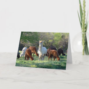 Cartão De Festividades Sleigh Belle Card