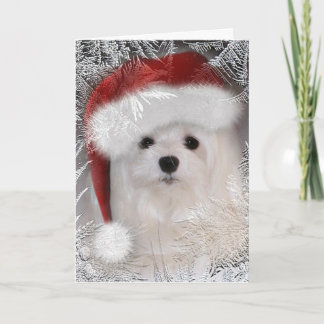 Cartão De Festividades Snowdrop the Maltese Christmas Card