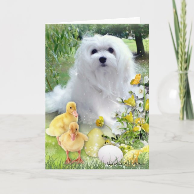 Cartão De Festividades Snowdrop the Maltese Easter Greeting Card (Frente)
