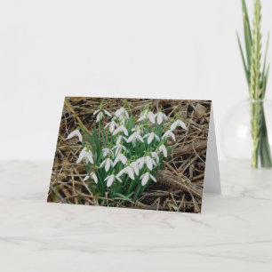 Cartão De Festividades Snowdrops Card