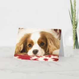 Cartão De Festividades Snowflake Cavalier King Charles Spaniel Card